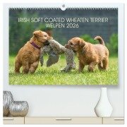 IRISH SOFT COATED WHEATEN TERRIER WELPEN 2026 (hochwertiger Premium Wandkalender 2026 DIN A2 quer), Kunstdruck in Hochglanz - Annett Mirsberger