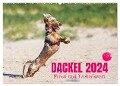 DACKEL 2024 Frech und Liebenwert (Wandkalender 2024 DIN A2 quer), CALVENDO Monatskalender - Annett Mirsberger Tierpfoto
