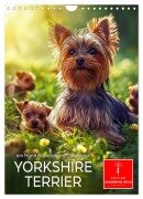 Cover-Bild zum Titel 'Yorkshire Terrier - ein Hund mit starkem Charakter (Wandkalender 2025 DIN A4 hoch), CALVENDO Monatskalender' von 'Peter Roder'