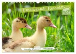 Entzückende Entenküken (Wandkalender 2026 DIN A3 quer), CALVENDO Monatskalender - Sabine Löwer