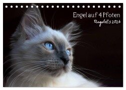 Engel auf 4 Pfoten - Ragdolls 2026 (Tischkalender 2026 DIN A5 quer), CALVENDO Monatskalender - Marion Reiß - Seibert