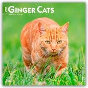 Cover-Bild zum Titel 'Ginger Cats - Gingerkatzen - Rote Katzen 2026 - 16-Monatskalender' von 'Browntrout Publishers'