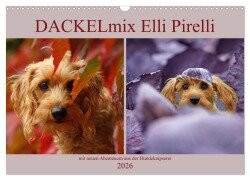 DACKELmix Elli Pirelli (Wandkalender 2026 DIN A3 quer), CALVENDO Monatskalender - Kathrin Köntopp