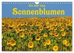 Ein Jahr lang Sonnenblumen (Wandkalender 2025 DIN A4 quer), CALVENDO Monatskalender - Anke van Wyk - www. germanpix. net