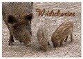 Wildschweine (Wandkalender 2024 DIN A2 quer), CALVENDO Monatskalender - Martina Berg