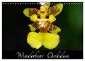 Wunderbare Orchideen (Wandkalender 2024 DIN A4 quer), CALVENDO Monatskalender - Jürgen Wöhlke