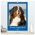 Berner Sennenhund - stark , schön und liebenswert (hochwertiger Premium Wandkalender 2024 DIN A2 hoch), Kunstdruck in Hochglanz - Sigrid Starick