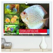 Diskusfische. Die bezaubernden Lieblinge vieler Aquarianer (hochwertiger Premium Wandkalender 2026 DIN A2 quer), Kunstdruck in Hochglanz - Rose Hurley