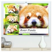 Roter Panda. Die superknuddeligen Katzenbären (hochwertiger Premium Wandkalender 2026 DIN A2 quer), Kunstdruck in Hochglanz - Rose Hurley