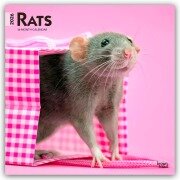 Cover-Bild zum Titel 'Rats - Ratten 2026 - 16-Monatskalender' von 'Browntrout Publishers'