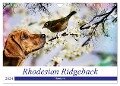 Rhodesian Ridgeback - Moments (Wandkalender 2024 DIN A4 quer), CALVENDO Monatskalender - Dagmar Behrens
