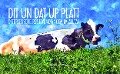 Dit un Dat up Platt - 