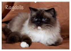 Ragdolls (Wandkalender 2025 DIN A2 quer), CALVENDO Monatskalender - Fotodesign Verena Scholze