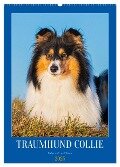 Traumhund Collie - Liebe auf vier Pfoten (Wandkalender 2025 DIN A2 hoch), CALVENDO Monatskalender - Sigrid Starick