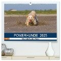 POWERHUNDE 2025 (hochwertiger Premium Wandkalender 2025 DIN A2 quer), Kunstdruck in Hochglanz - Annett Mirsberger