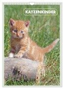 Katzenkinder (Wandkalender 2025 DIN A4 hoch), CALVENDO Monatskalender - Barbara Mielewczyk