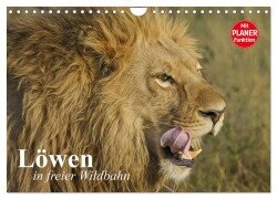 Löwen in freier Wildbahn (Wandkalender 2025 DIN A4 quer), CALVENDO Monatskalender - Elisabeth Stanzer