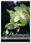 Phalaenopsis - Schöne Schmetterlingsorchideen (Wandkalender 2024 DIN A4 hoch), CALVENDO Monatskalender - Gisela Kruse