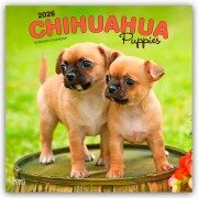 Cover-Bild zum Titel 'Chihuahua Puppies - Chihuahua Welpen 2026 - 16-Monatskalender' von 'Browntrout Publishers'