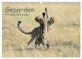 Geparden - Afrikas grazile Katzen (Wandkalender 2024 DIN A3 quer), CALVENDO Monatskalender - Thorsten Jürs