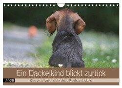 Ein Dackelkind blickt zurück (Wandkalender 2025 DIN A4 quer), CALVENDO Monatskalender - Barbara Mielewczyk