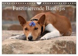 Faszinierende Basenjis (Wandkalender 2025 DIN A4 quer), CALVENDO Monatskalender - Angelika Joswig