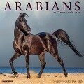 Arabians 2025 12 X 12 Wall Calendar - Willow Creek Press