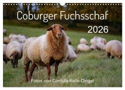 Coburger Fuchsschaf (Wandkalender 2026 DIN A3 quer), CALVENDO Monatskalender - Cordula Kelle-Dingel