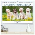 Lagotto Romagnolo - Der Trüffelhund aus Italien (hochwertiger Premium Wandkalender 2025 DIN A2 quer), Kunstdruck in Hochglanz - Sigrid Starick