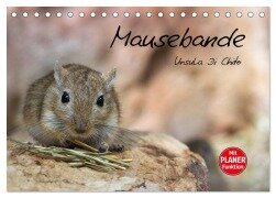 Mausebande (Tischkalender 2026 DIN A5 quer), CALVENDO Monatskalender - Ursula Di Chito
