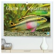 Glanz im Aquarium: Süßwasserfische (hochwertiger Premium Wandkalender 2026 DIN A2 quer), Kunstdruck in Hochglanz - Calvendo Calvendo