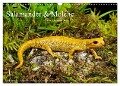 Salamander und Molche (Wandkalender 2024 DIN A3 quer), CALVENDO Monatskalender - Benny Trapp
