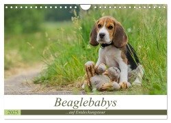 Beaglebabys auf Entdeckungstour (Wandkalender 2025 DIN A4 quer), CALVENDO Monatskalender - Sonja Teßen