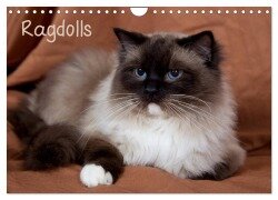 Ragdolls (Wandkalender 2025 DIN A4 quer), CALVENDO Monatskalender - Fotodesign Verena Scholze
