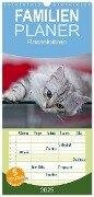 Familienplaner 2025 - Rassekatzen mit 5 Spalten (Wandkalender, 21 x 45 cm) CALVENDO - Melanie Viola