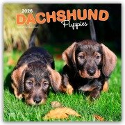 Cover-Bild zum Titel 'Dachshund Puppies - Dackel Welpen 2026 - 16-Monatskalender' von 'Browntrout Publishers'