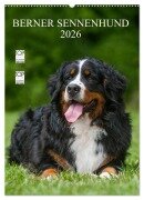Cover-Bild zum Titel 'Berner Sennenhund 2026 (Wandkalender 2026 DIN A2 hoch), CALVENDO Monatskalender' von 'Sigrid Starick'