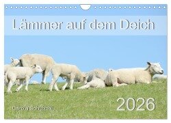 Lämmer auf dem Deich (Wandkalender 2026 DIN A4 quer), CALVENDO Monatskalender - Carola Schubbel
