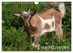 Zwergziegen (Wandkalender 2025 DIN A4 quer), CALVENDO Monatskalender - Arno Klatt