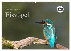 Eisvögel (Wandkalender 2025 DIN A2 quer), CALVENDO Monatskalender - Ursula Di Chito